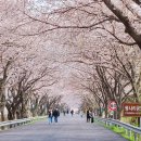 (여행) "더 유명해지기 전에 꼭 가봐야하는"... 전국 벚꽃 명소 BEST8 이미지