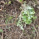 비지1리 이미지