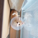 오렌지동물병원 이미지