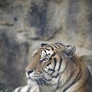 백두산 범 이미지