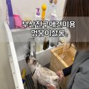 멍뭉이 살롱 이미지