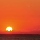 일출추어탕 이미지