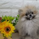 몽몽이 애견미용 이미지