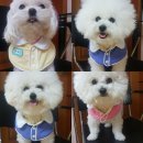 멍린이집 이미지