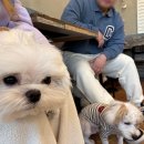 모찌네호캉스 | 성남 주말 데이트 애견카페 모찌네호캉스 방문 후기