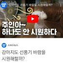 강아지, 고양이도 선풍기 바람을 시원해할까? (시원하다고 함!!) 이미지