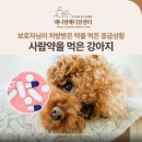 비타민동물메디컬센터 | 사람약을 먹고 응급 내원한 강아지의 치료 후기, 신당/금호/약수 동물병원, 애니컴메디컬센터