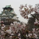오사카성 벚꽃여행(4월5일) 이미지