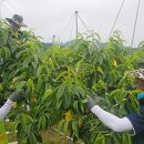음성축산업협동조합