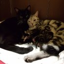 냥이와 양이 이미지