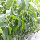 채령농장 이미지