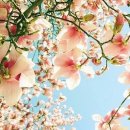 언제라도, 봄 이미지