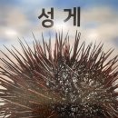 💙과학 - 가시 가득한 성게의 비밀!💙 이미지