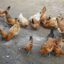 해맞이목장 이미지