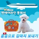 pet139거3377 | 홍콩으로 강아지 데려가는 법 | 펫에어라인 통해 비숑 해외 운송한 후기(내돈내산!)