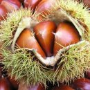 정안영농조합법인 이미지