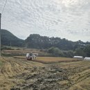 벼베기 추수 이미지