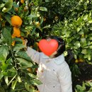 성산농원 | 제주 동쪽 귤체험 성산 귤따기 | 제주농원901