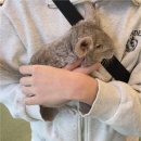 해피주 수원점 | 수원 해피주 체험카페 후기 :) 다양한 동물과 교감하며 신중하게 분양 고민해 본 후기