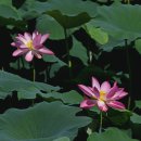 서동공원 이미지