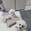 어안이 멍멍 이미지