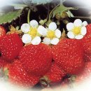 딸기마을 이미지