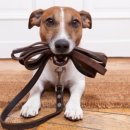 행복한강아지 이미지