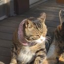 김대진동물병원 이미지