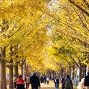 은행나무길 이미지