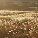 평택 원평나루 억새축제 이미지