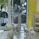 몽몽하개 이미지