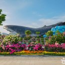 간절곶 소망길 | 장생포 수국 페스티벌 2025 : 울산 여름 꽃축제