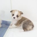 바우애견 이미지