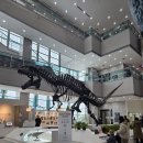 서대문자연사박물관 | [서울 서대문구] 서대문 자연사 박물관 관람후기｜공룡 좋아하는 아이와 주말 실내 나들이 추천