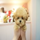 대구강아지분양 럽댕 이미지