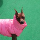 퍼피엔젤 이미지