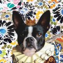 일상호사 이미지