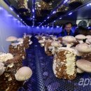 시영농장2 이미지