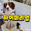 애견운동공원(11~2월) | 포항 환호공원 카페 하이퍼리얼 애견동반 내돈내산 후기