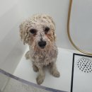 원더플독 이미지