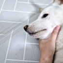 다나펫 이미지