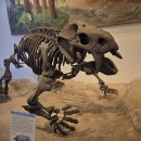 Petrified Forest N. P. 이미지