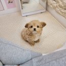 강아지분양 애견분양 꽃강아지 광진점 이미지