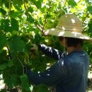 호주농장 이미지