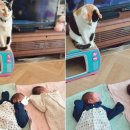 고양이 자리 이미지