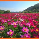 꽃밭 - 용산구 한강대로7길 9-16 | 꽃밭