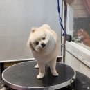 유스타 그루밍 이미지