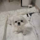 강아지 후두마비 산소방 산소발생기 크로버 4.0 렌트 내돈내산 솔직후기