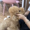 비주앙쥬 이미지