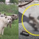 이하영농장 이미지